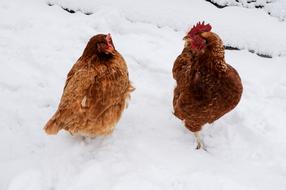 Chicken on Snow