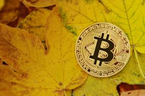 bitcoin on yellow autumn leaves