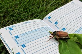 May Day, Cockchafer on Calendar