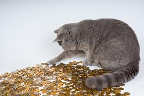 cat playing with coins
