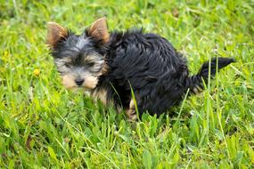 dog pooping on lawn