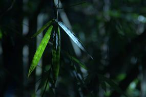 New green leaf