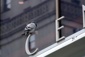 Steel letter and bird