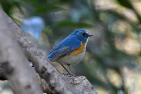 blie orange Bird Wild