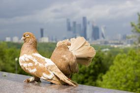 two brown and white Pigeons at distant moscow city business center, russia