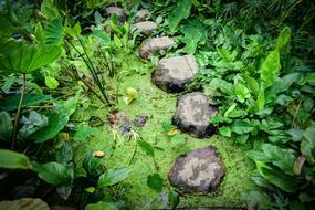 Stepping Stones green plant