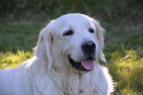 Golden Retriever white dog head