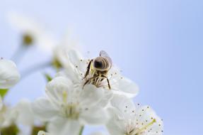 Honey Bee and flower