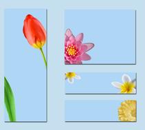 business cards flowers blue