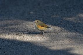 red-flanked bluetail, tiny robin on ground