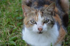 Cat Female green grass