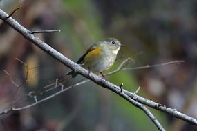 Natural Wild Animals