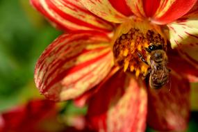 Busy Bee Flower
