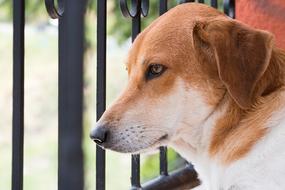 face of red and white dog at wrought iron fence