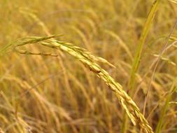 cereal field in Asia