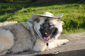 Dog Bitch hat