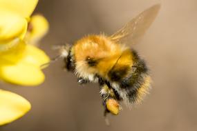 bee flies to a yellow flower close up
