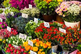 bunches of Cut Flowers for sale