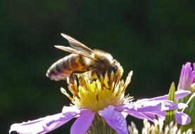 big Bee Honey and Blossom