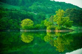 green trees on the banks of a reservoir in Korea