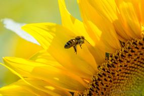 bee on a sunflower on a blurred background