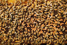 macro photo of bees on honeycombs