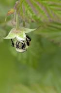 pollinating bee close-up on blurred background