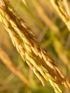 grain plant close up on blurred background