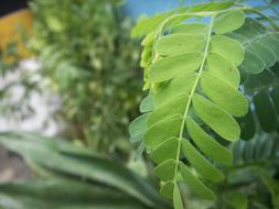 photo of green Leaves in garden