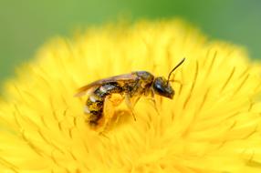 Close-up of the orange and black insect on the beautiful, yellow flower at blurred, green background