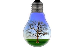 tree in light bulb on the white background