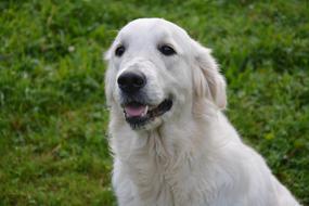 Golden Retriever, cute dog outdoor