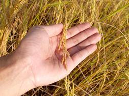 Agriculture in Asia at Autumn