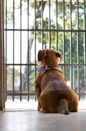 Dog Puppy Pet near fence