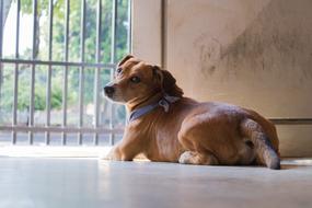 adorable Dog Puppy Pet