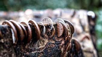 Stump Coins