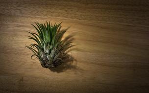 still life on a wooden surface