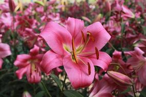 big pink lilies in the garden