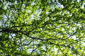 branches with green leaves on a tree in spring