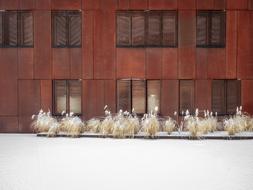 grass in a flowerbed near the building