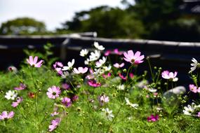 white and pink cosmos flowers at back light