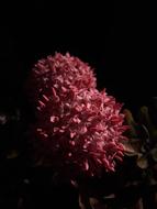 Pink Chennai Flowers at dark