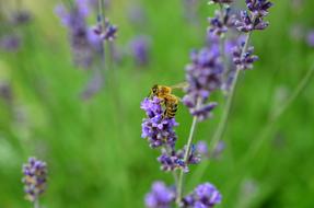 bee on lavender field on blurred background
