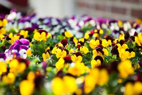 Beautiful, colorful and blooming flowers near the brick building