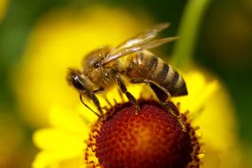 bee on a flower close up on a blurred background
