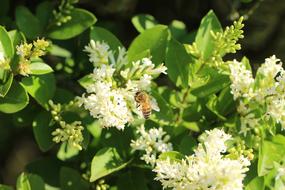 Bee on the beautiful, white and yellow flowers with green leaves, in sunlight