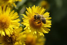 Bee Nectar Pollen on yellow flowers
