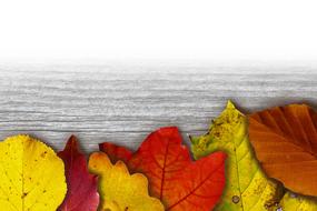 Colorful and beautiful autumn leaves, on the wooden surface in black and white colors, clipart