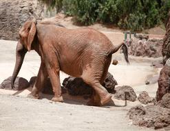 Elephant pooping in zoo