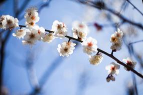 Beautiful, blossoming, white and orange flowers on the branches, in light, at blue sky in spring